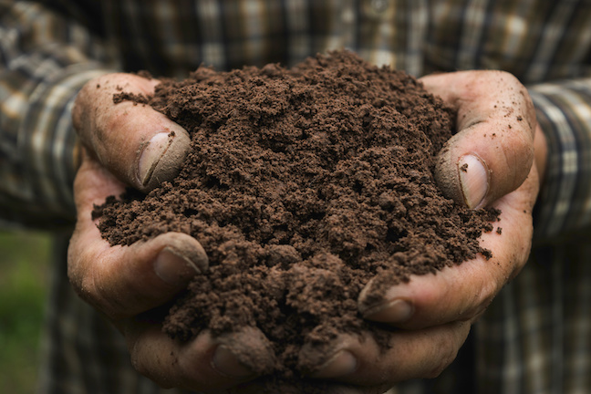 handful of rich soil