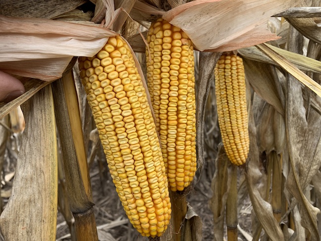 2023 Corn Discovery Plot