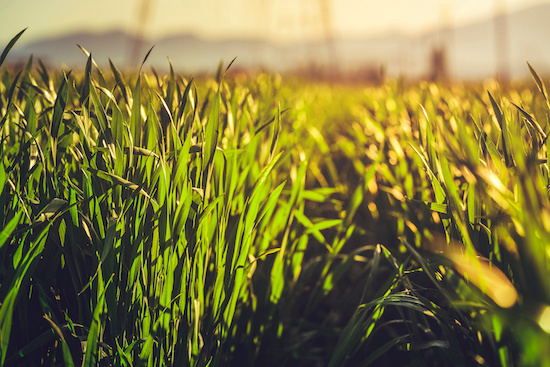 Be sure to terminate cover crops before they use moisture the crops need.