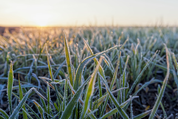 rye as a cover crop needs to be managed well to restore nitrogen