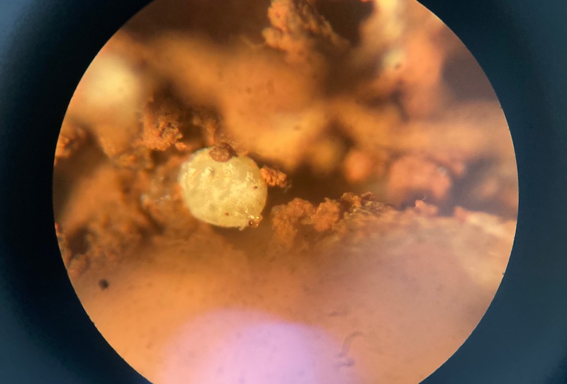 soybean cyst nematode