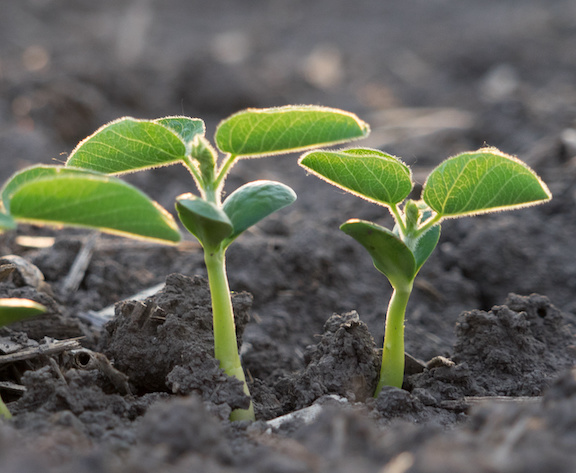 pre-emerge herbicides are no longer optional