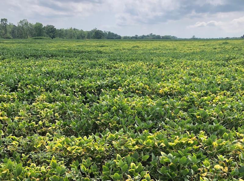 potassium deficiency in soybeans