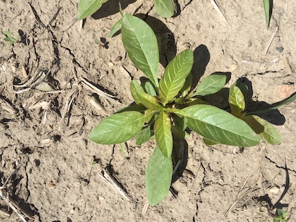 Smaller waterhemp plants are manageable while larger plants get out of control.
