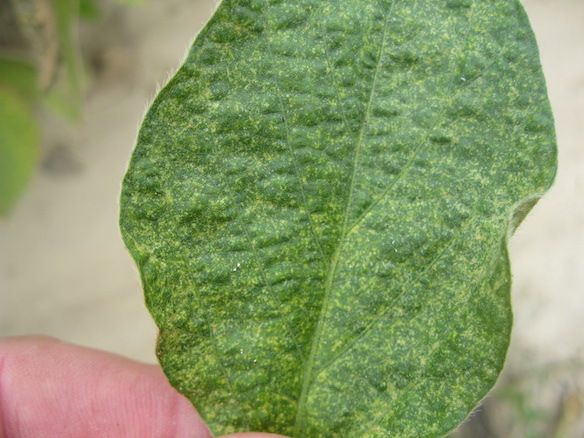 Stippling on soybean leaves is clear evidence of spider mites.