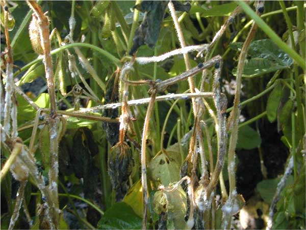 white mold steals yield from soybean crop