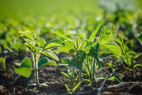 young soybeans