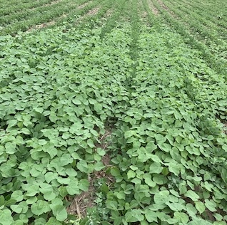 Soybeans without pre-emerge herbicide application