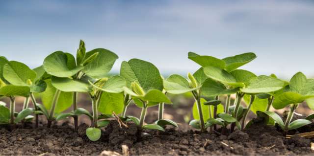 Agronomy Services
