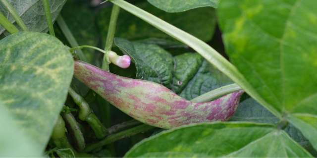 Edible Beans Services