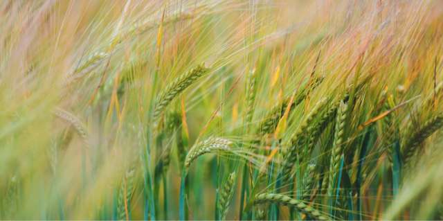 Grain Services