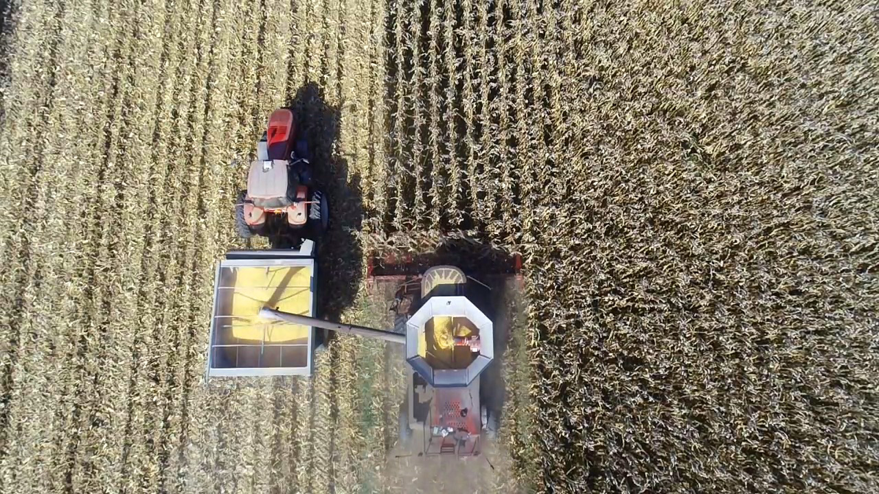 Crops being harvested by two tractors.