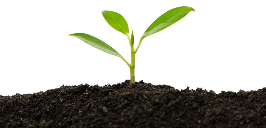 A seedling sprouting from soil on a white background