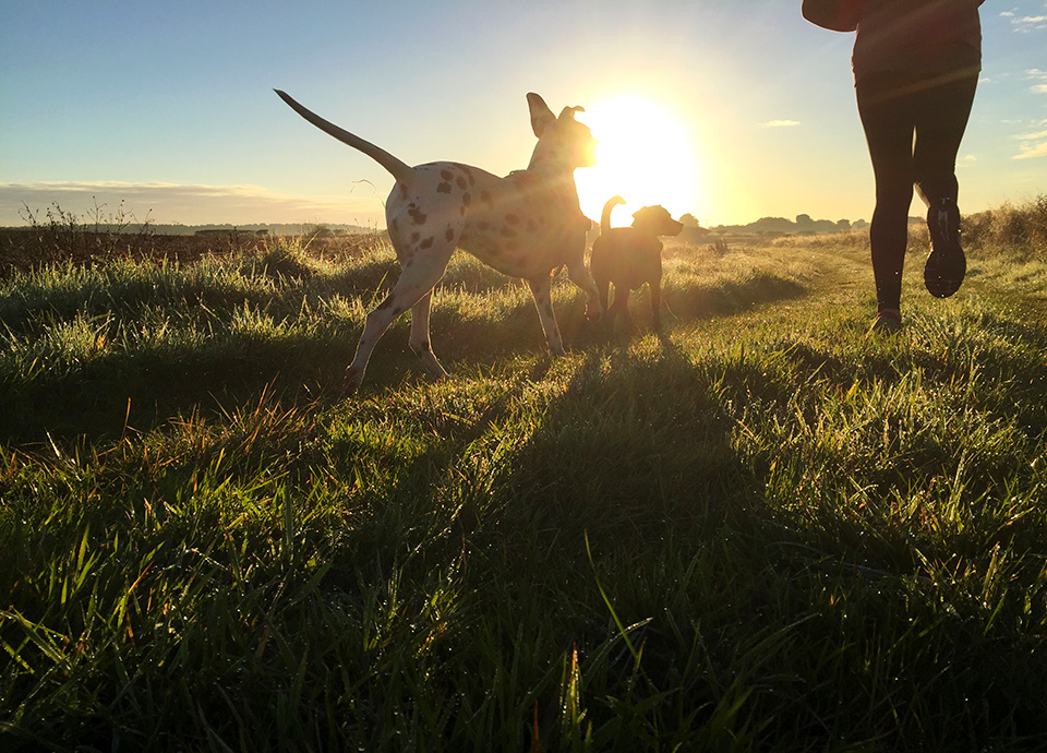 Two dogs running through a field with their owner.