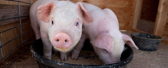 Swine-Feed.JPG
