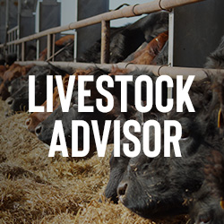 Livestock_Intern