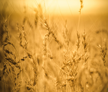 Important Wheat Harvest Information