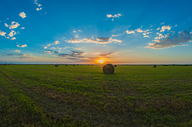 Fall Alfalfa Planting