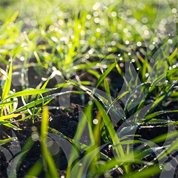 Planting Season Strategies from GCC Agronomy