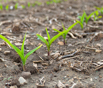 Spring Agronomy Update