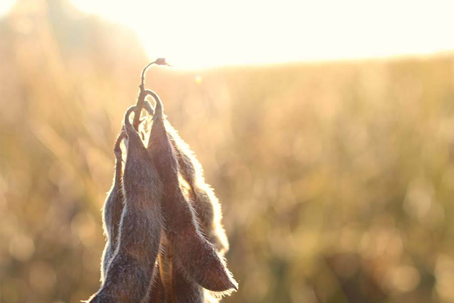 agronomy-soybeans