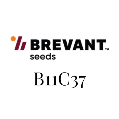 BREVANT 11C37