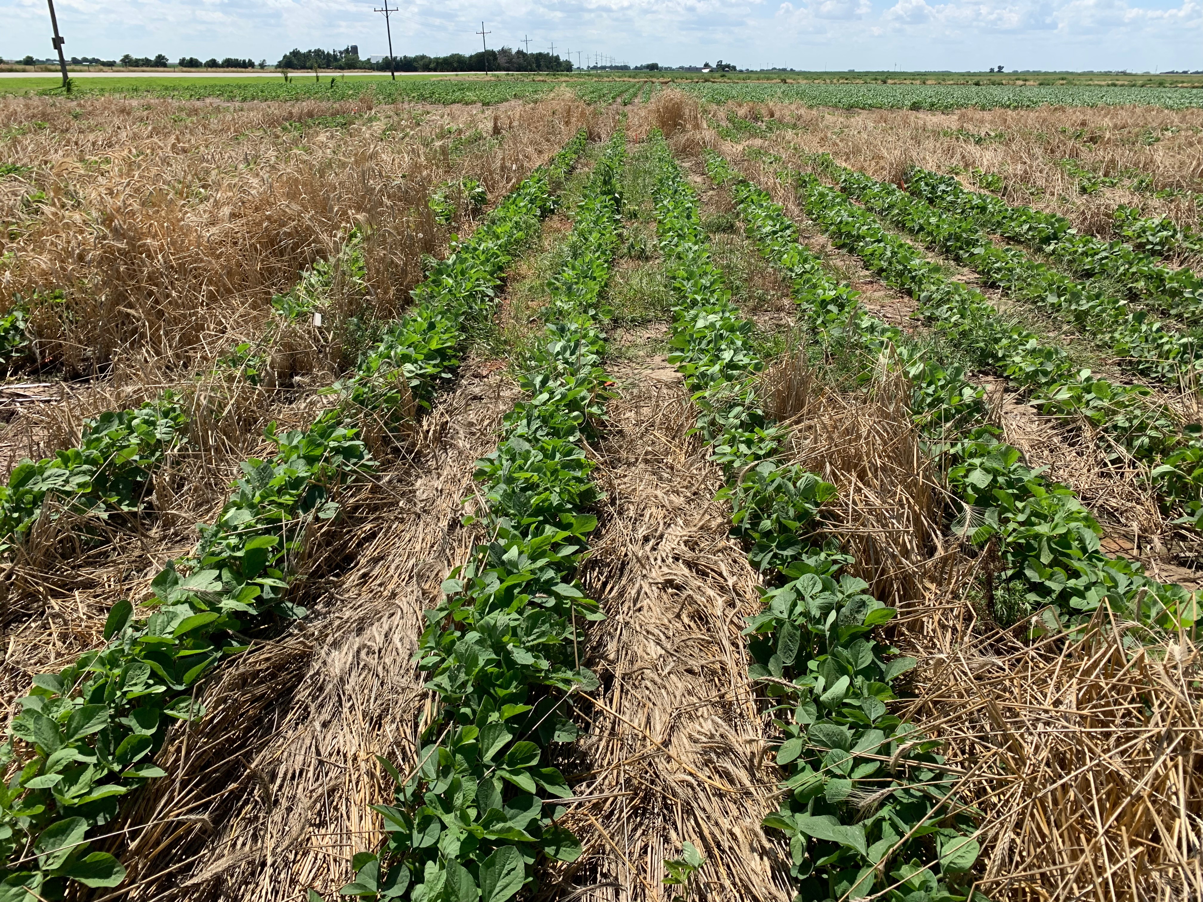 field of soybeans with cover crop residue