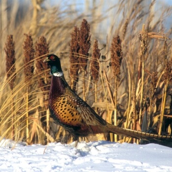 Great Bend Co-op Featured in Ag Tech and Habitat Collaboration Article