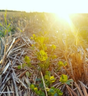 Alfalfa Spring Management