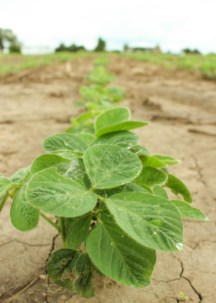 Crop Rotation Benefits