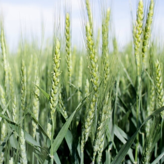 Disease Control in Winter Wheat