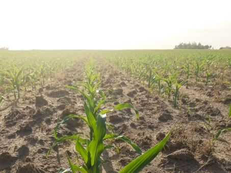 Corn Seed Treatments & Nutrient Management