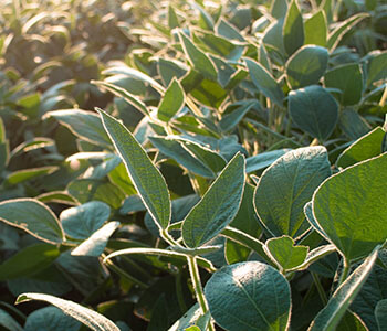 Soybean Planting Tips