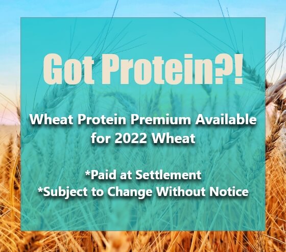 Wheat Protein Premium for 2022