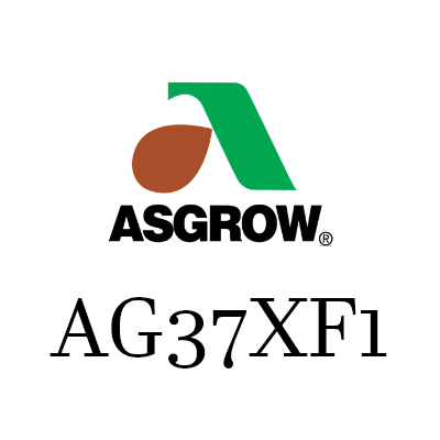 ASGROW 37XF1