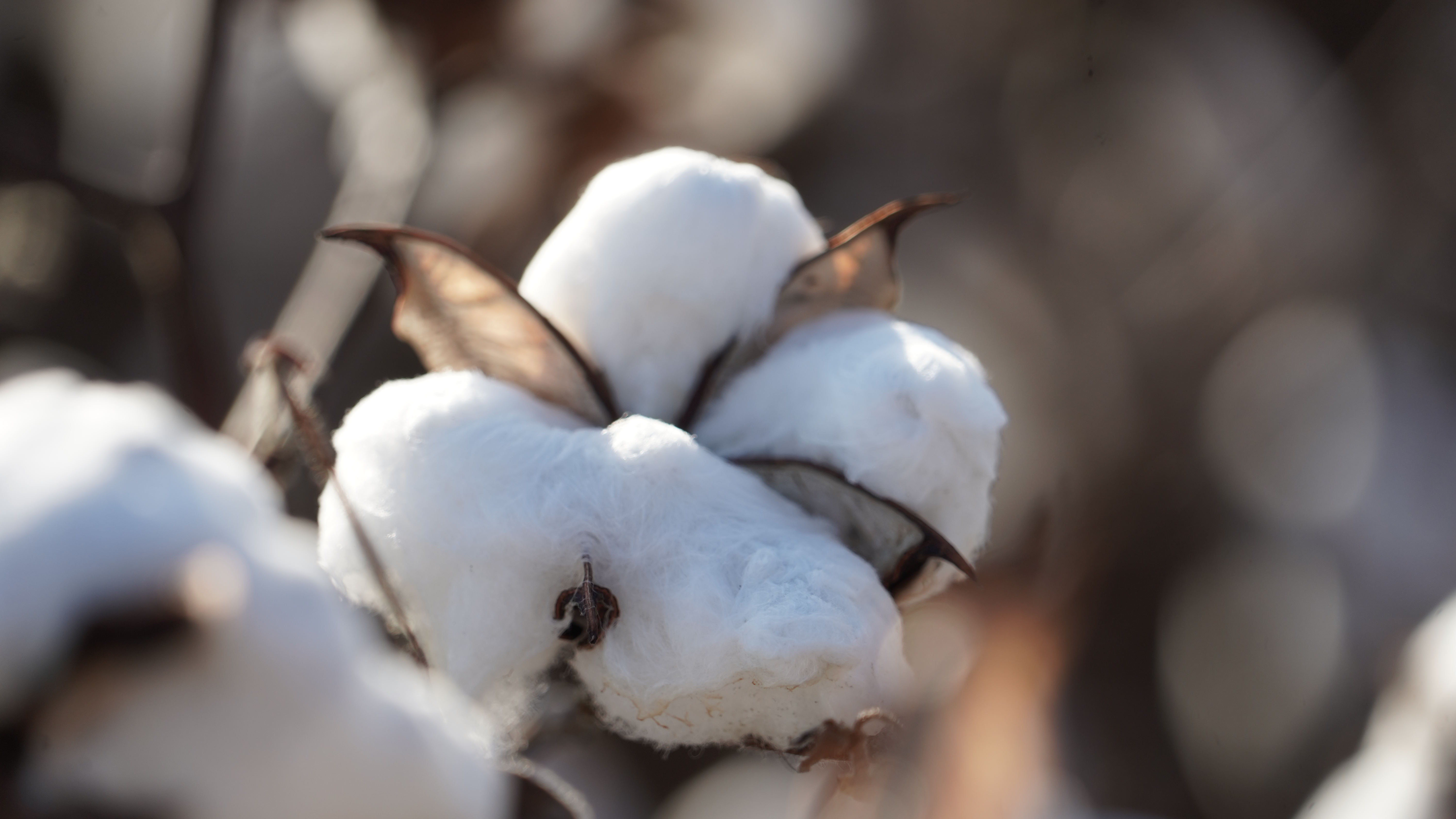 cotton boll at harvest
