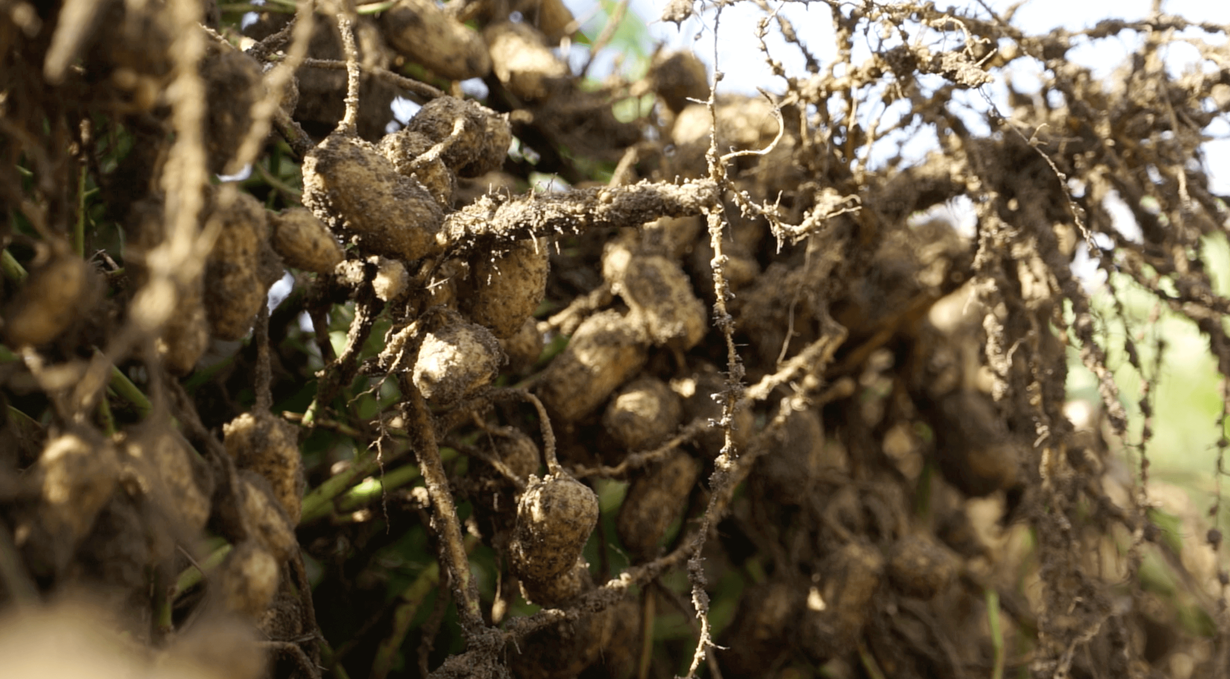 Image of peanuts being harvested from the ground