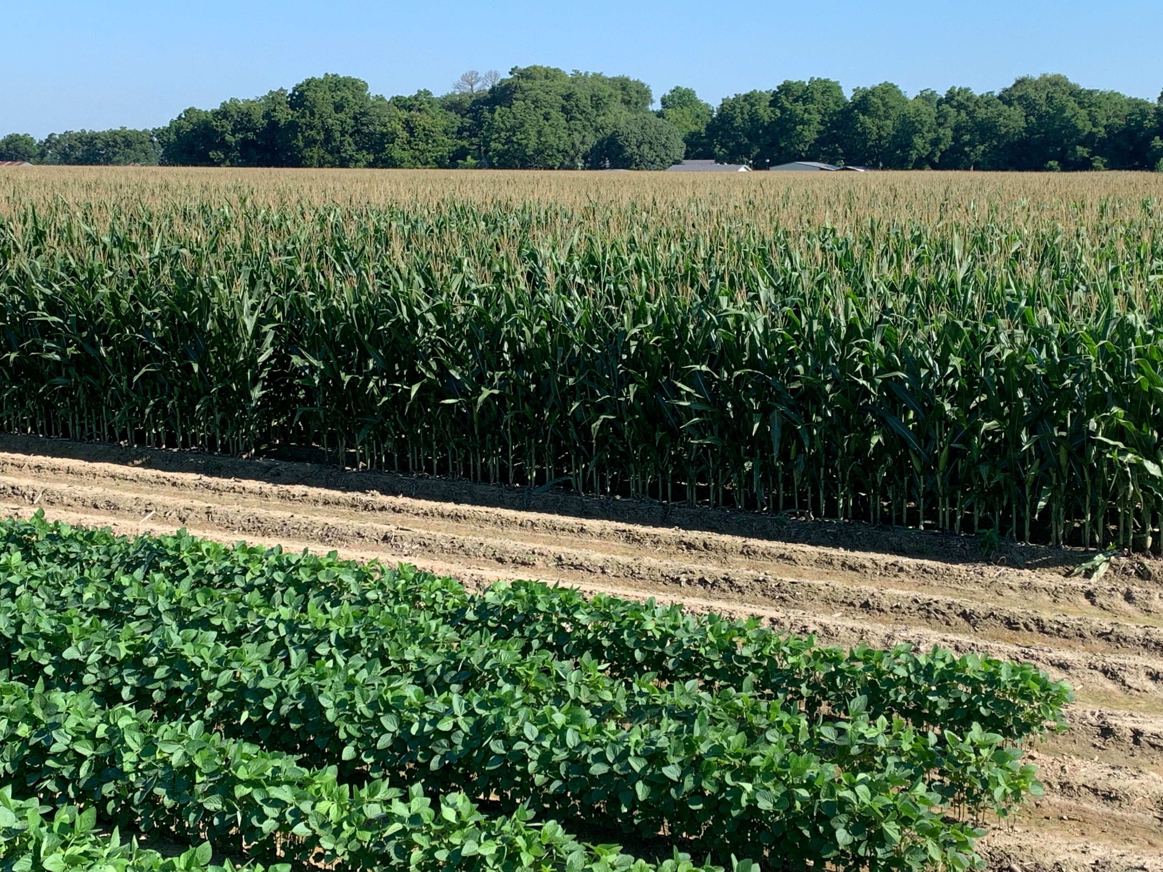 Is Your Corn Primed for a Late Fungicide Application?
