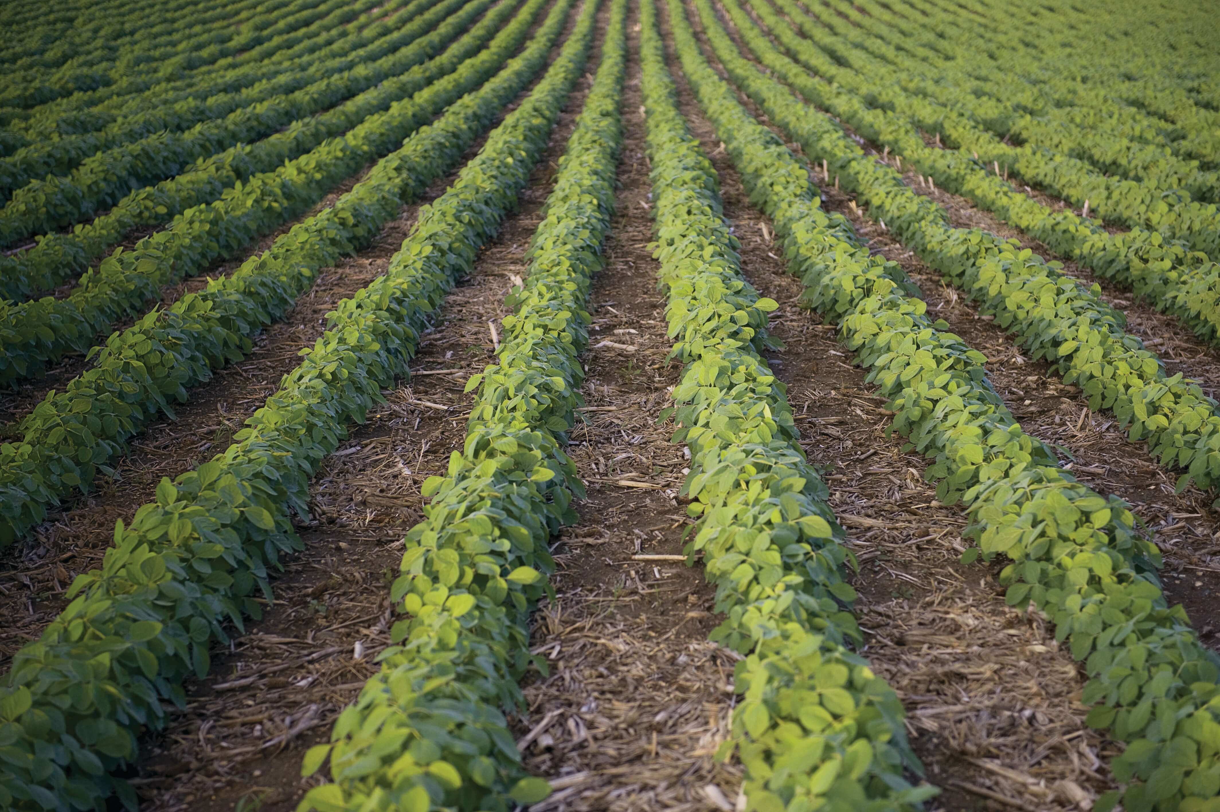 PREsidual® Herbicide Offers Overlapping 
