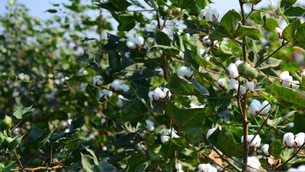 The Art of Cotton Defoliation