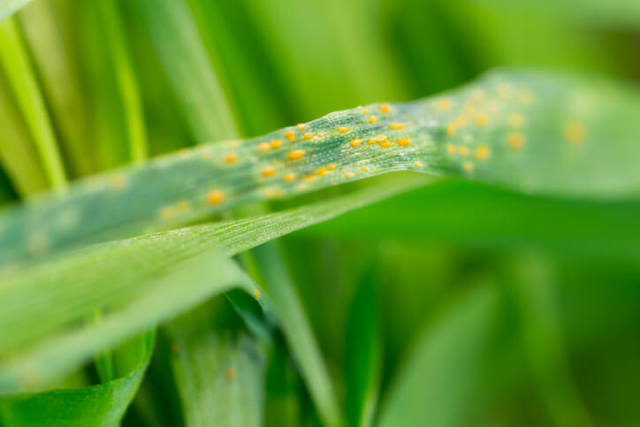 Diseases to be Wary of in Winter Wheat