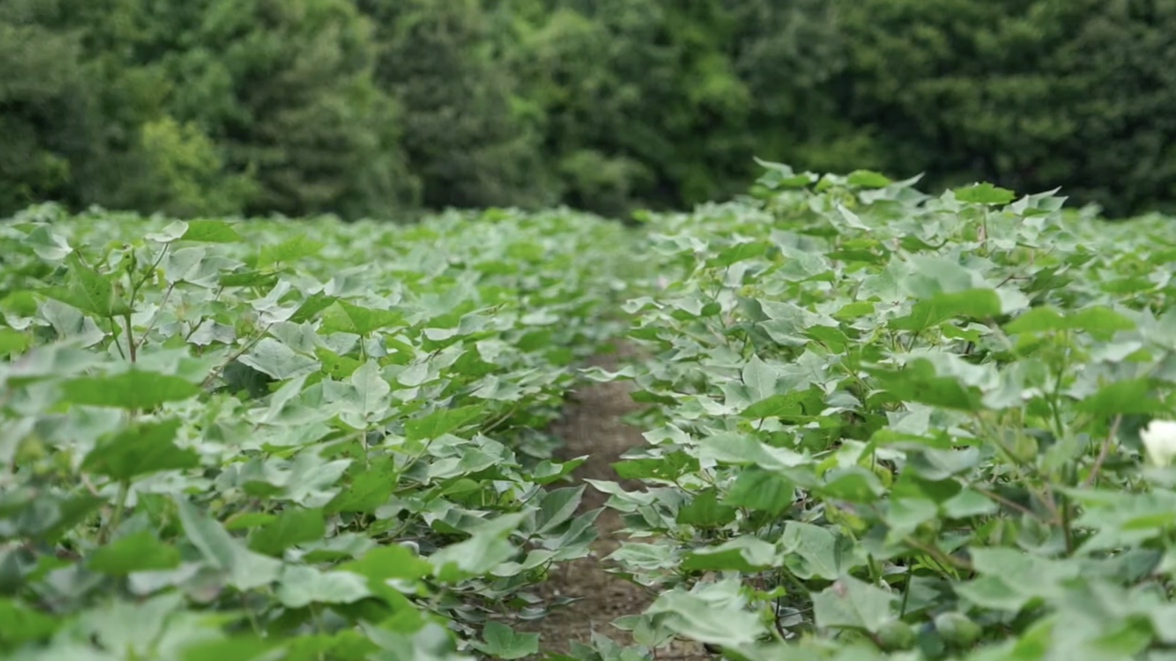 Cotton field