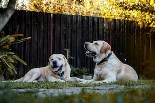 two dogs lying in grass