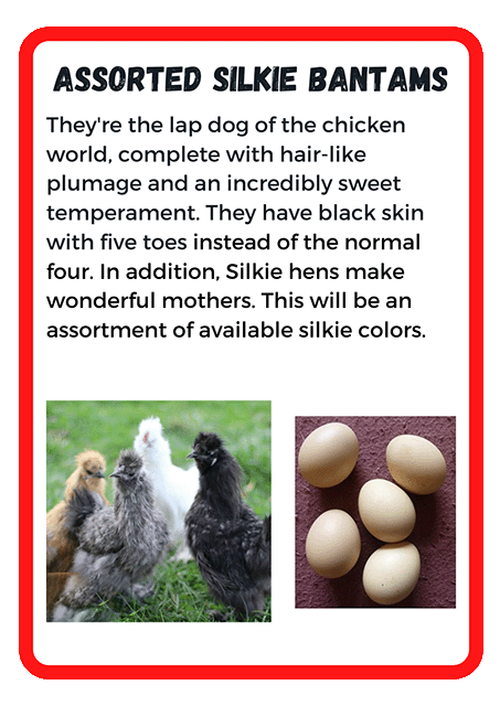 Assorted Silkie Bantams