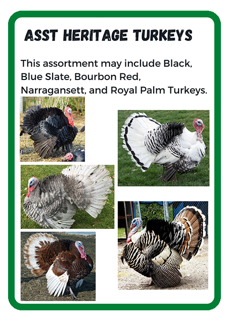 Assorted Turkeys