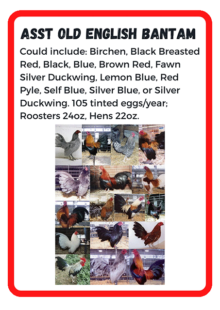 Assorted Old English Bantams