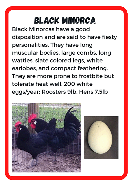 Black Minorca