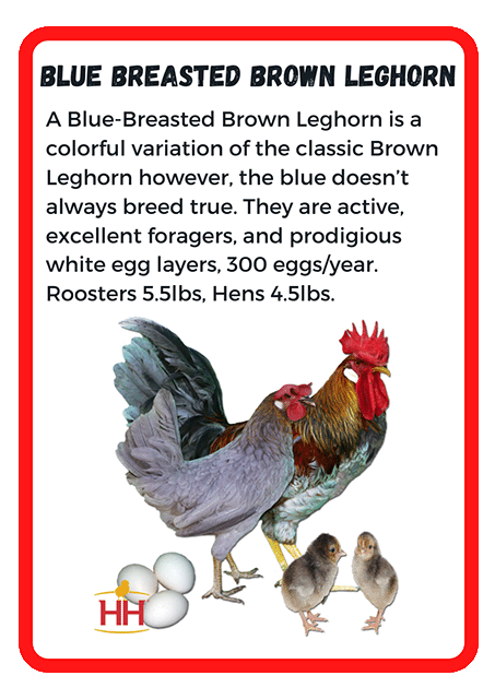 Blue Breasted Brown Leghorn