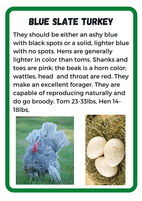 Blue Slate Turkey