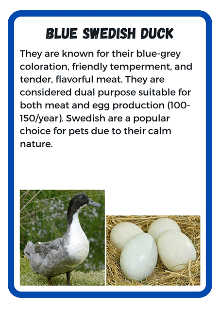 Blue Swedish Duck